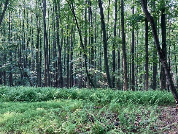 Michaux Forest, PA