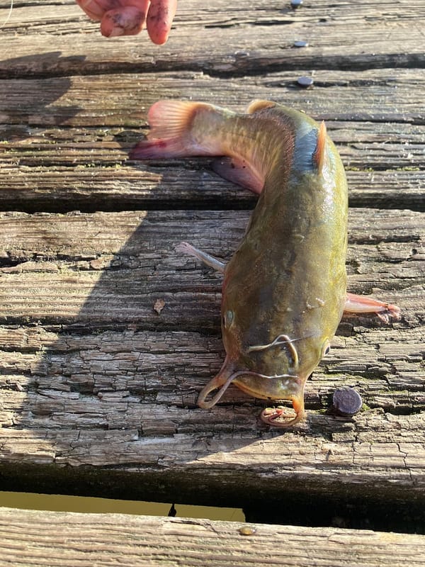 First Catfish I’ve caught in Decades