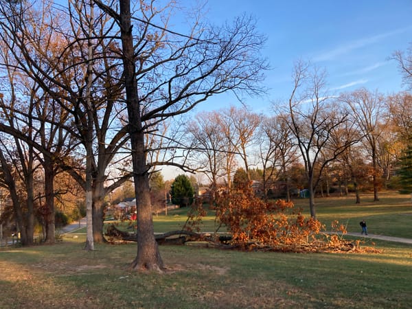 Fall Trees, Fallen